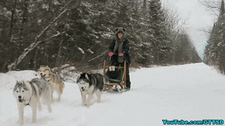 musher